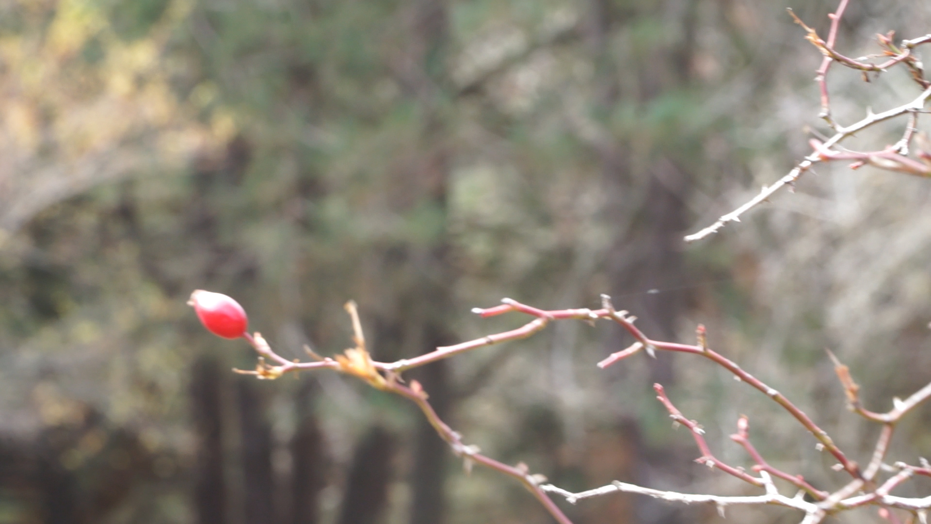 Still from the project: girls in flower