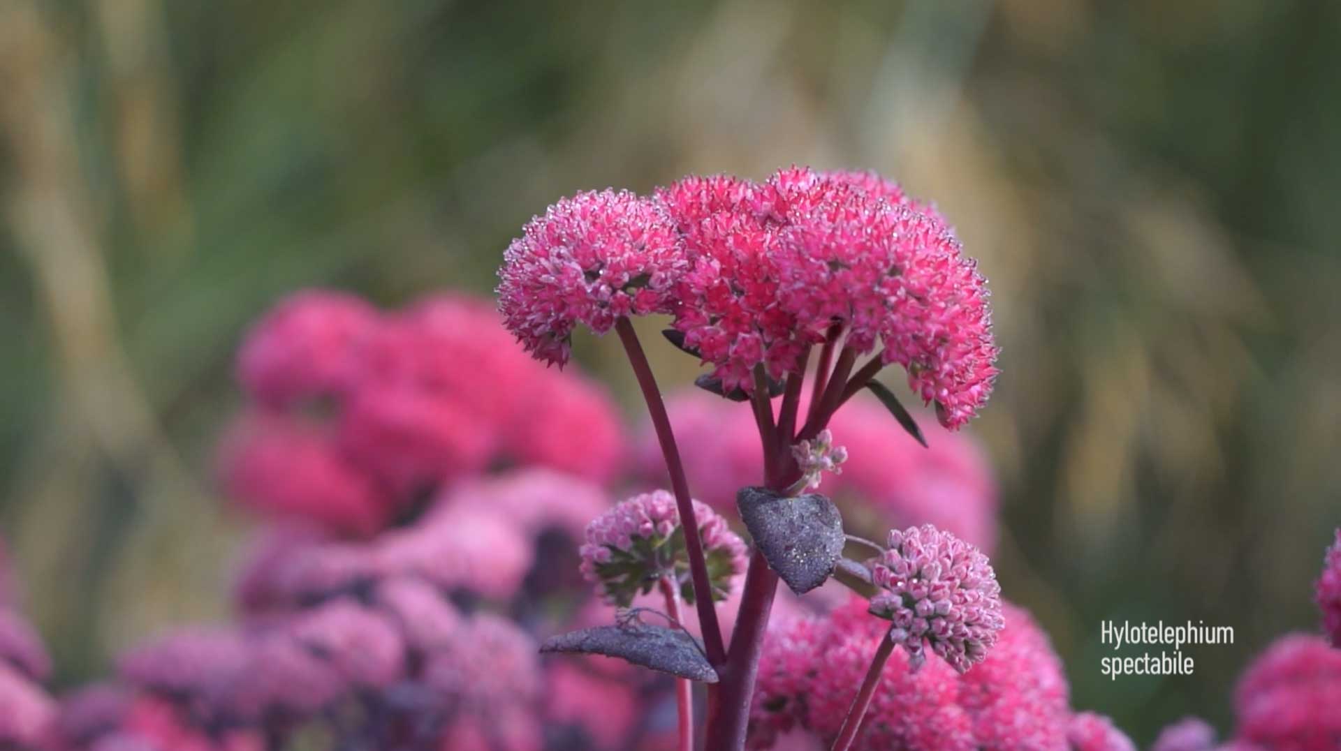 Still from the project: glenkeen garden 4