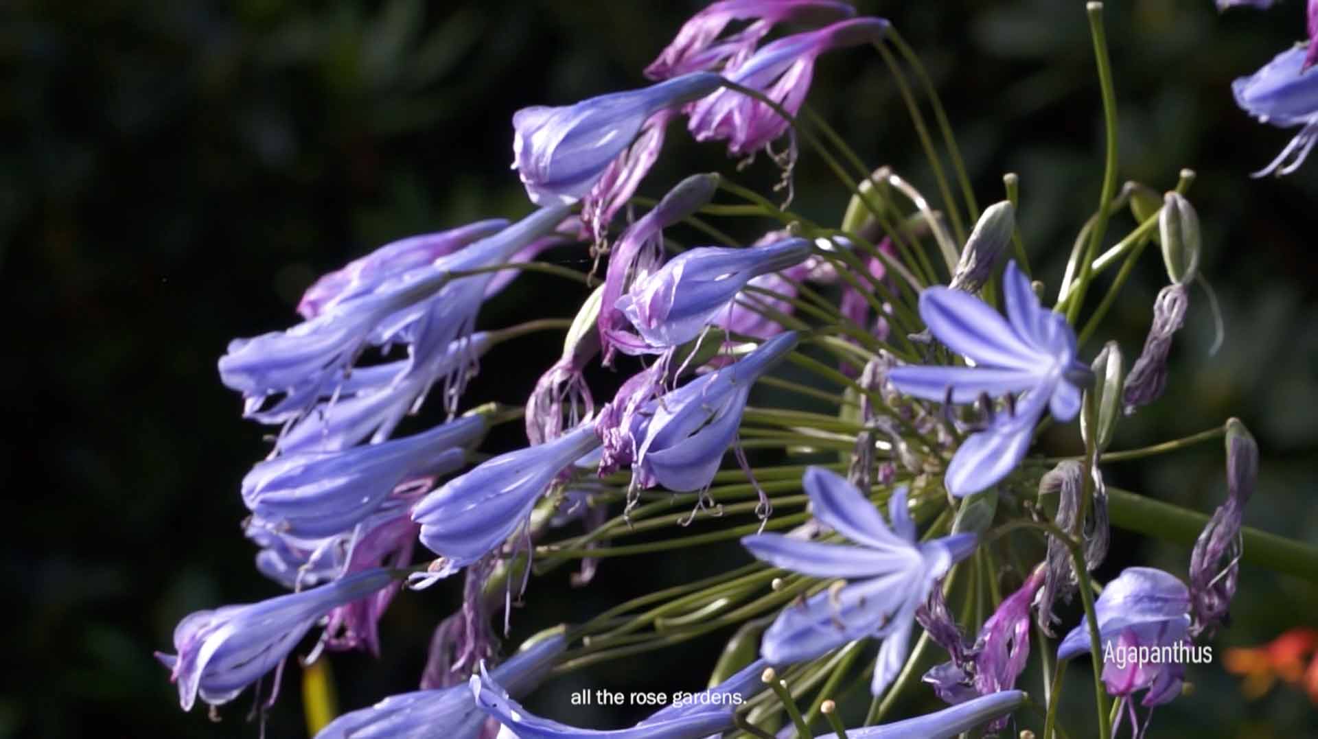 Still from the project: glenkeen garden 5