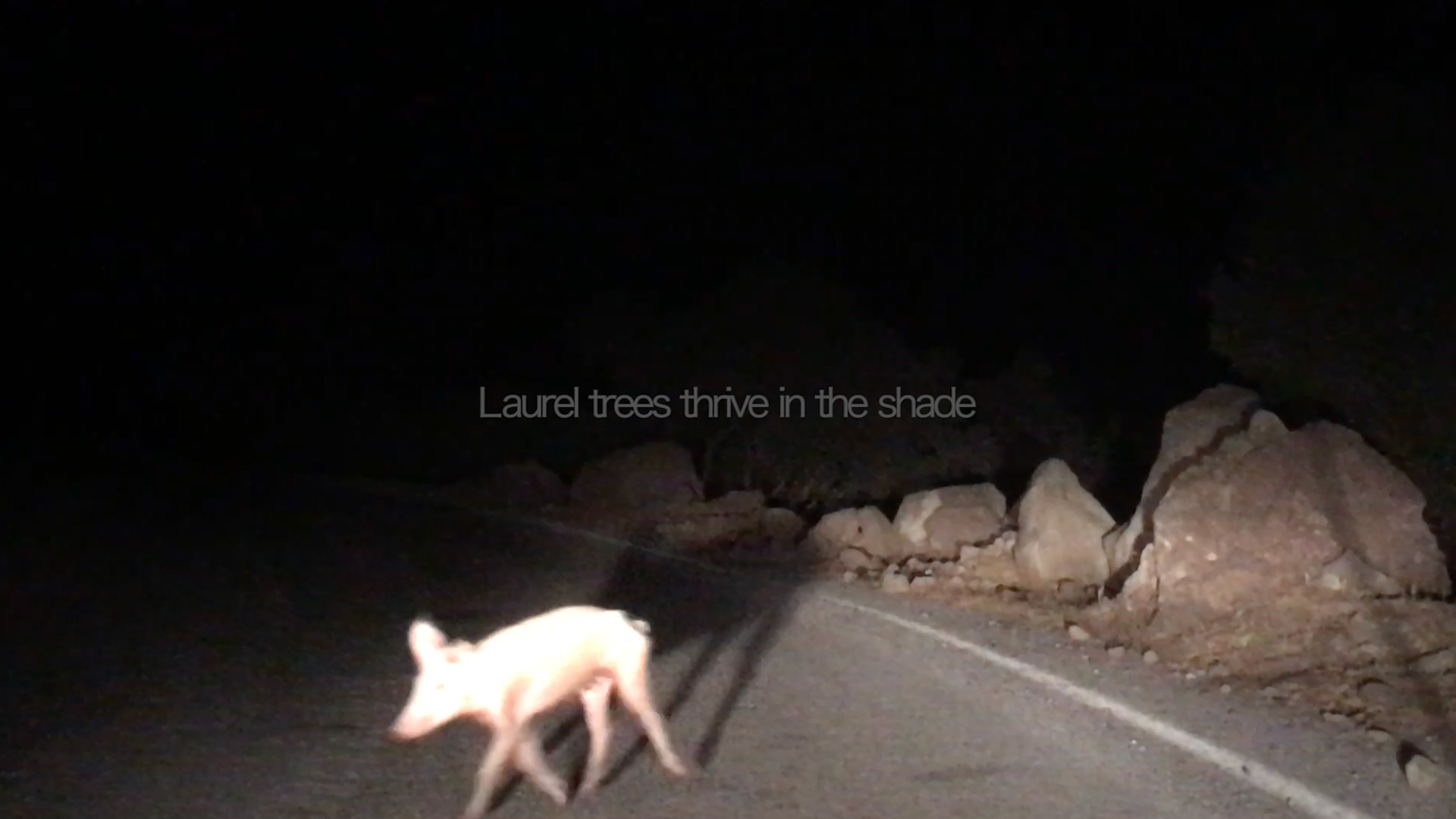 Still from the project: laurel trees thrive in the shade